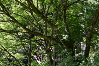 代々木公園ウォーキング