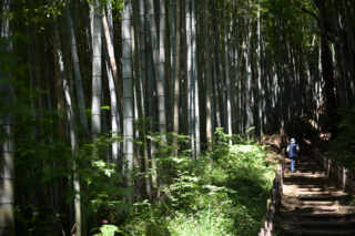 佐倉市サイクリング